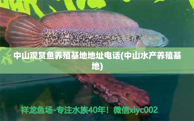 中山觀賞魚(yú)養(yǎng)殖基地地址電話(中山水產(chǎn)養(yǎng)殖基地) 二氧化碳設(shè)備