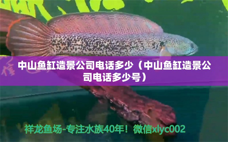 中山魚缸造景公司電話多少（中山魚缸造景公司電話多少號） 祥龍水族醫(yī)院