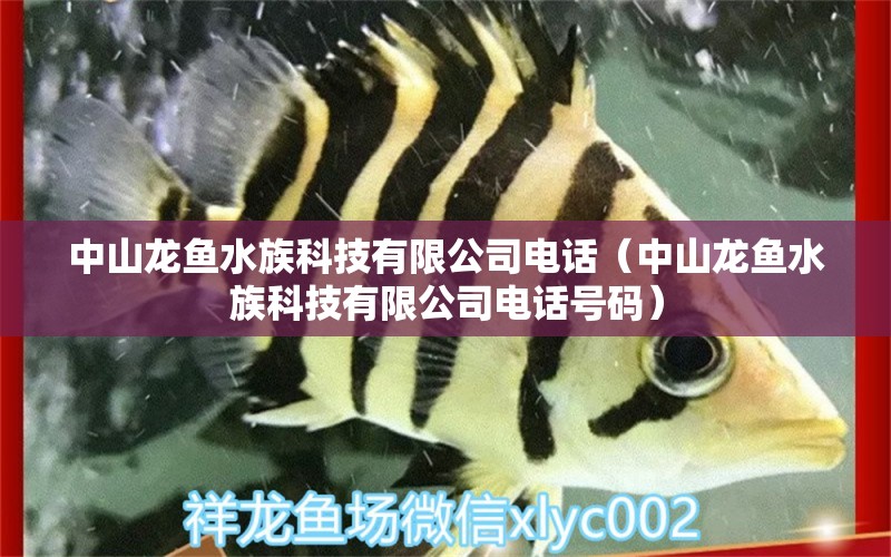 中山龍魚水族科技有限公司電話（中山龍魚水族科技有限公司電話號碼）