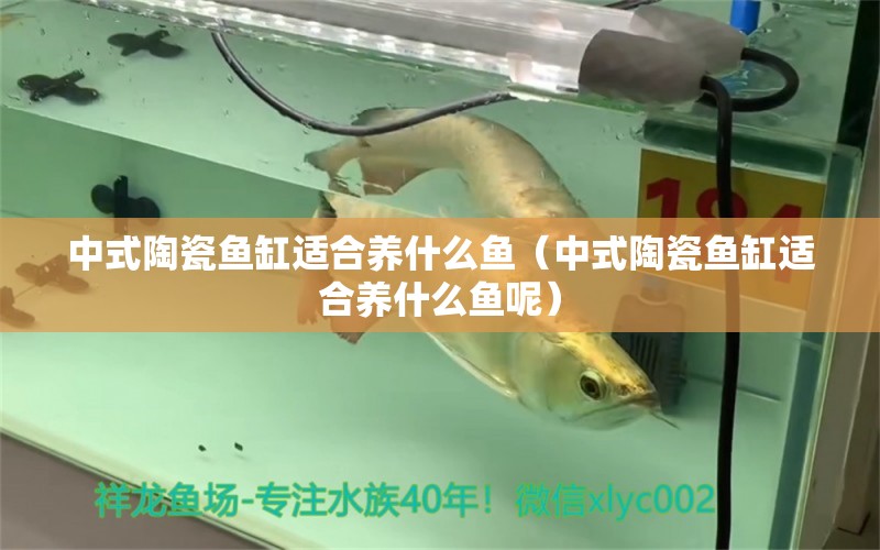 中式陶瓷魚缸適合養(yǎng)什么魚（中式陶瓷魚缸適合養(yǎng)什么魚呢）