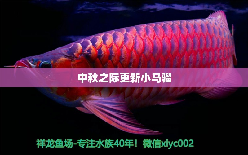 中秋之際更新小馬騮 ?；?異型虎魚(yú)/純色虎魚(yú) 第7張