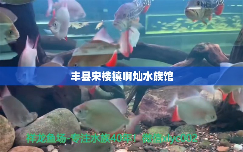 豐縣宋樓鎮(zhèn)啊燦水族館