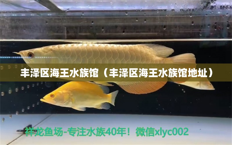 豐澤區(qū)海王水族館（豐澤區(qū)海王水族館地址） 全國水族館企業(yè)名錄