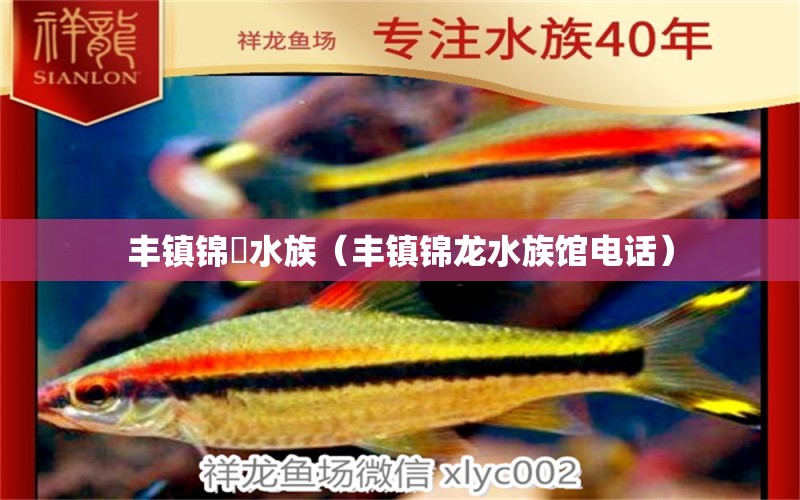 豐鎮(zhèn)錦龍水族（豐鎮(zhèn)錦龍水族館電話）