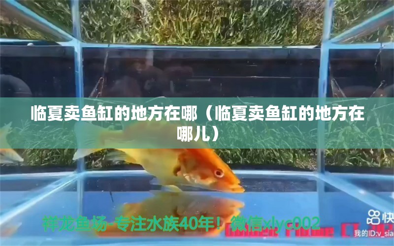 臨夏賣魚缸的地方在哪（臨夏賣魚缸的地方在哪兒） 其他品牌魚缸