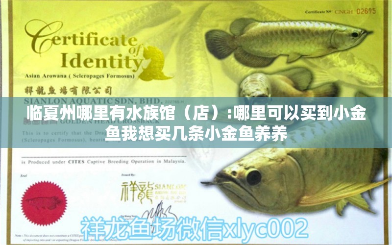 臨夏州哪里有水族館（店）:哪里可以買(mǎi)到小金魚(yú)我想買(mǎi)幾條小金魚(yú)養(yǎng)養(yǎng)