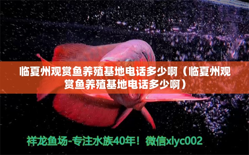 臨夏州觀賞魚養(yǎng)殖基地電話多少?。ㄅR夏州觀賞魚養(yǎng)殖基地電話多少?。? title=