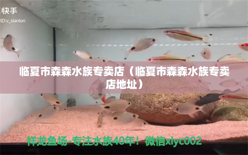 臨夏市森森水族專賣店（臨夏市森森水族專賣店地址）