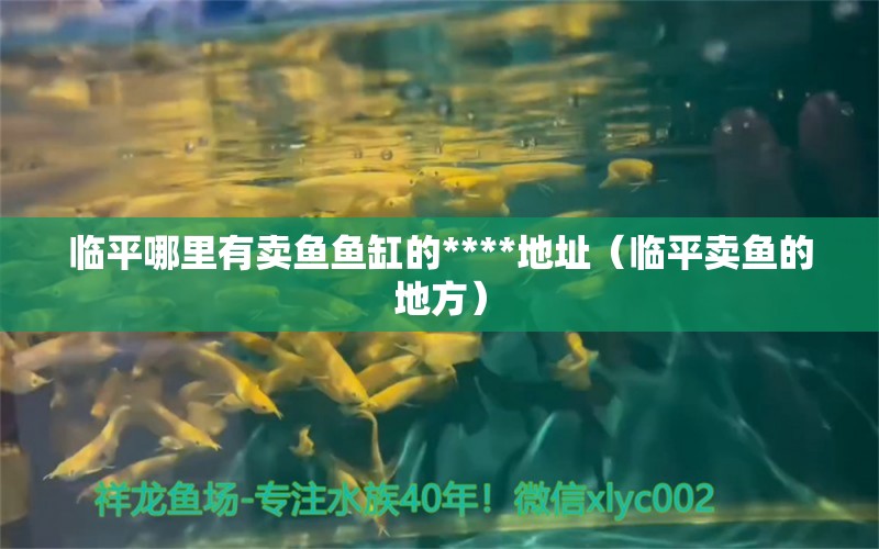 臨平哪里有賣魚魚缸的****地址（臨平賣魚的地方）