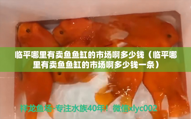 臨平哪里有賣魚魚缸的市場啊多少錢（臨平哪里有賣魚魚缸的市場啊多少錢一條） 觀賞魚市場（混養(yǎng)魚）