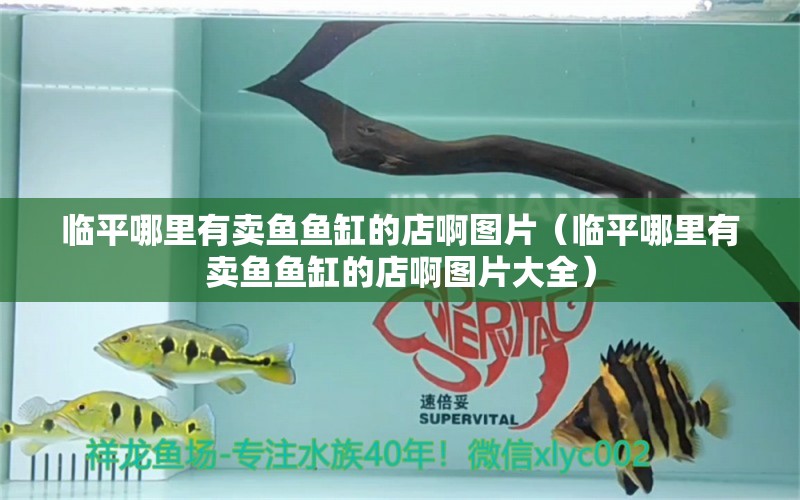 臨平哪里有賣魚魚缸的店啊圖片（臨平哪里有賣魚魚缸的店啊圖片大全）