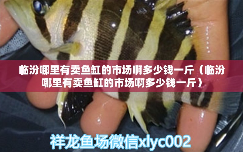 臨汾哪里有賣魚缸的市場啊多少錢一斤（臨汾哪里有賣魚缸的市場啊多少錢一斤）