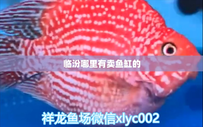 臨汾哪里有賣魚缸的 其他品牌魚缸