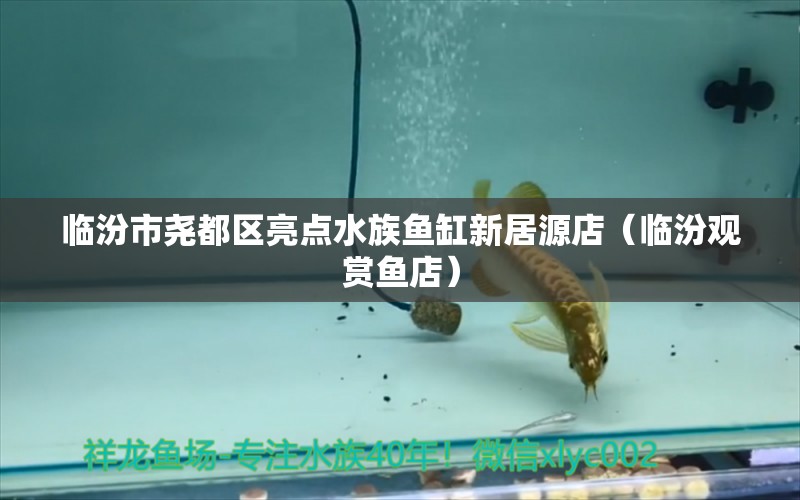 臨汾市堯都區(qū)亮點水族魚缸新居源店（臨汾觀賞魚店）