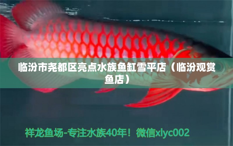 臨汾市堯都區(qū)亮點水族魚缸雪平店（臨汾觀賞魚店）