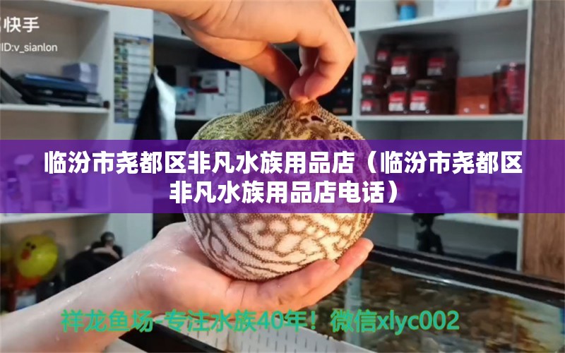 臨汾市堯都區(qū)非凡水族用品店（臨汾市堯都區(qū)非凡水族用品店電話） 水族用品