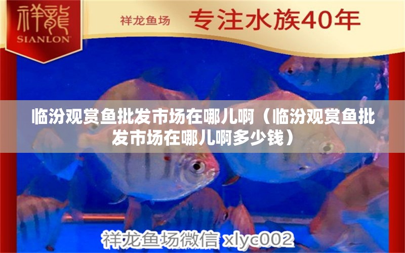 臨汾觀賞魚批發(fā)市場在哪兒?。ㄅR汾觀賞魚批發(fā)市場在哪兒啊多少錢） 觀賞魚批發(fā)