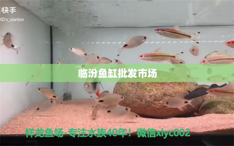 臨汾魚缸批發(fā)市場 其他品牌魚缸