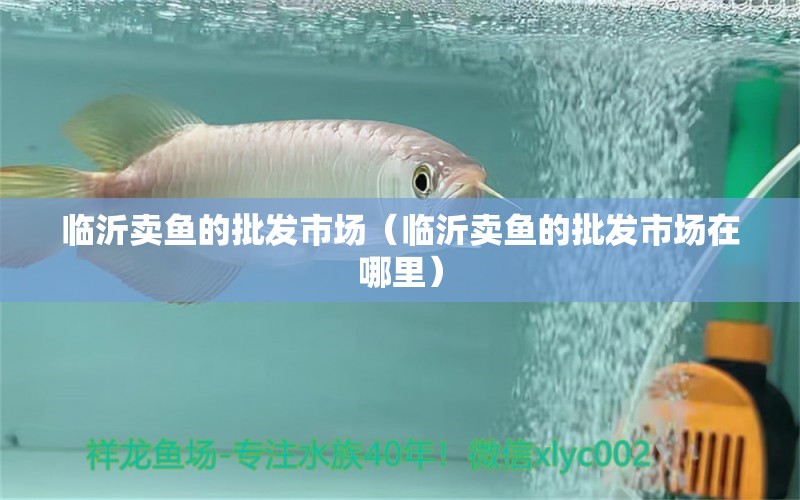 臨沂賣魚的批發(fā)市場（臨沂賣魚的批發(fā)市場在哪里） 廣州龍魚批發(fā)市場