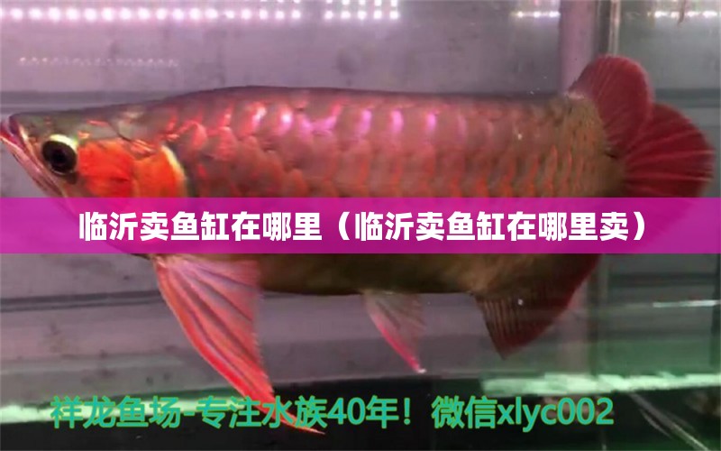 臨沂賣(mài)魚(yú)缸在哪里（臨沂賣(mài)魚(yú)缸在哪里賣(mài)） 量子養(yǎng)魚(yú)技術(shù)