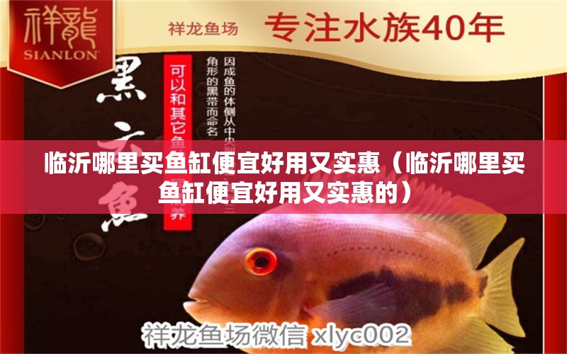 臨沂哪里買魚缸便宜好用又實惠（臨沂哪里買魚缸便宜好用又實惠的） 黃金達(dá)摩魚