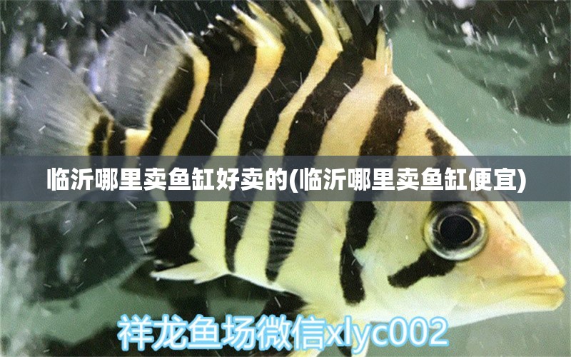 臨沂哪里賣魚缸好賣的(臨沂哪里賣魚缸便宜) 一眉道人魚苗