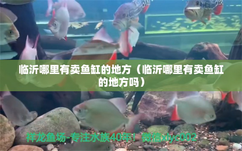 臨沂哪里有賣(mài)魚(yú)缸的地方（臨沂哪里有賣(mài)魚(yú)缸的地方嗎） 檸檬鯽