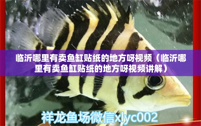 臨沂哪里有賣魚缸貼紙的地方呀視頻（臨沂哪里有賣魚缸貼紙的地方呀視頻講解）