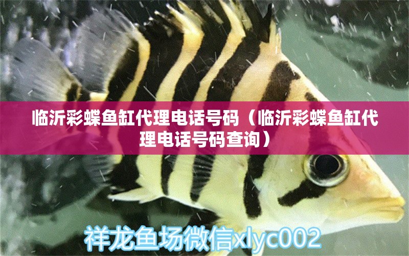 臨沂彩蝶魚缸代理電話號碼（臨沂彩蝶魚缸代理電話號碼查詢）