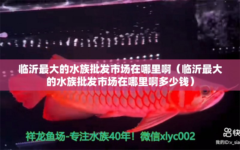 臨沂最大的水族批發(fā)市場在哪里?。ㄅR沂最大的水族批發(fā)市場在哪里啊多少錢）