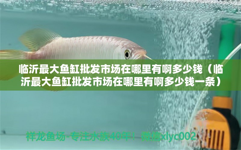 臨沂最大魚(yú)缸批發(fā)市場(chǎng)在哪里有啊多少錢（臨沂最大魚(yú)缸批發(fā)市場(chǎng)在哪里有啊多少錢一條） 祥龍水族醫(yī)院