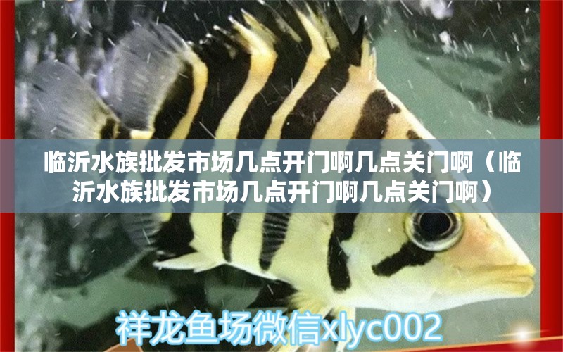 臨沂水族批發(fā)市場(chǎng)幾點(diǎn)開(kāi)門(mén)啊幾點(diǎn)關(guān)門(mén)?。ㄅR沂水族批發(fā)市場(chǎng)幾點(diǎn)開(kāi)門(mén)啊幾點(diǎn)關(guān)門(mén)?。? title=