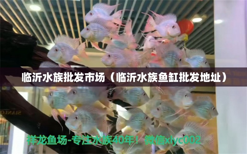 臨沂水族批發(fā)市場（臨沂水族魚缸批發(fā)地址） 元寶鯽