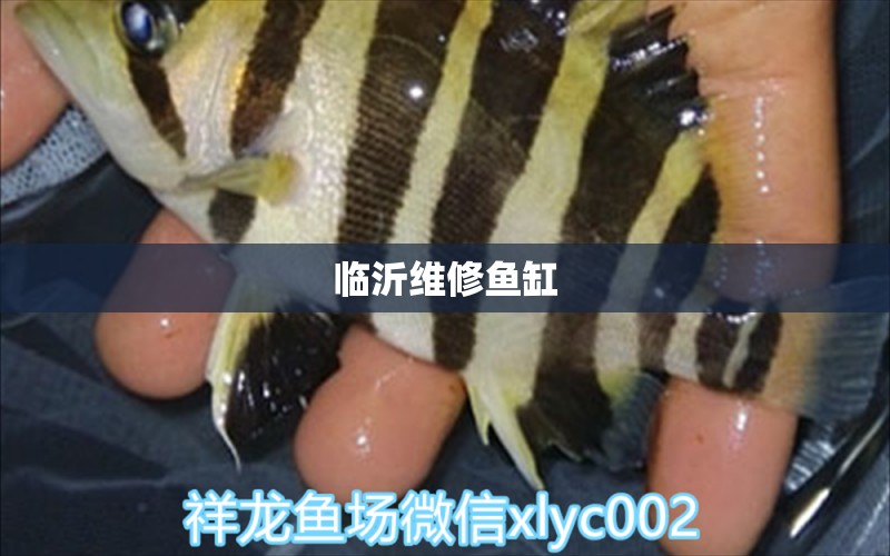 臨沂維修魚缸 其他品牌魚缸