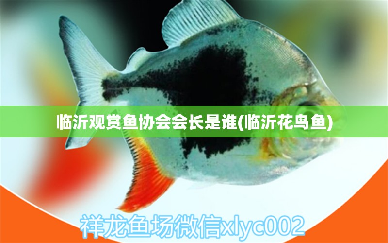 臨沂觀賞魚協(xié)會(huì)會(huì)長是誰(臨沂花鳥魚)