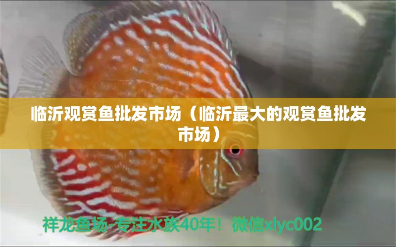 臨沂觀賞魚(yú)批發(fā)市場(chǎng)（臨沂最大的觀賞魚(yú)批發(fā)市場(chǎng)）