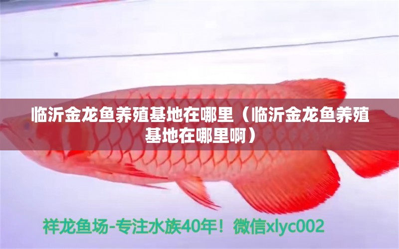 臨沂金龍魚養(yǎng)殖基地在哪里（臨沂金龍魚養(yǎng)殖基地在哪里?。? title=