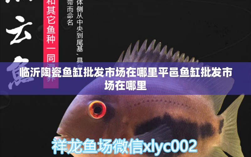 臨沂陶瓷魚(yú)缸批發(fā)市場(chǎng)在哪里平邑魚(yú)缸批發(fā)市場(chǎng)在哪里 銀龍魚(yú)苗