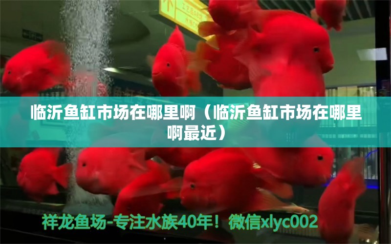 臨沂魚缸市場(chǎng)在哪里?。ㄅR沂魚缸市場(chǎng)在哪里啊最近） 觀賞魚市場(chǎng)（混養(yǎng)魚）