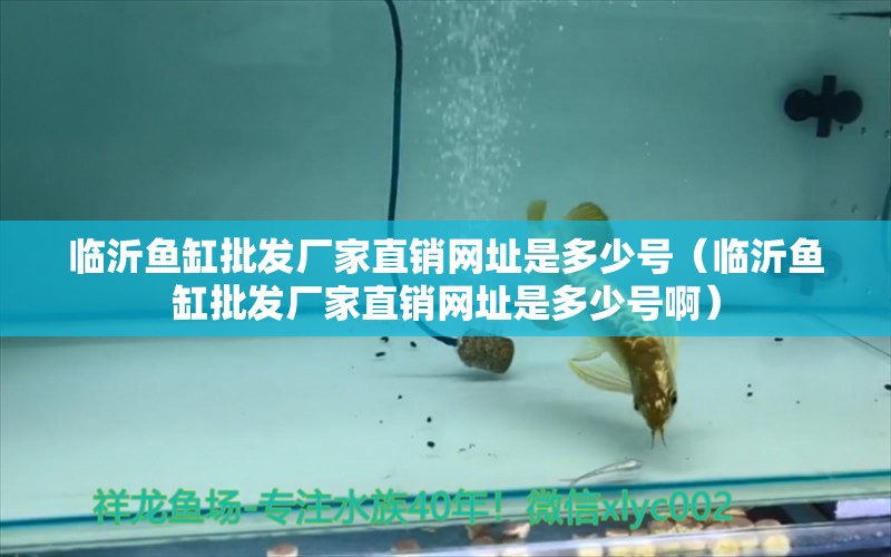 臨沂魚缸批發(fā)廠家直銷網(wǎng)址是多少號(hào)（臨沂魚缸批發(fā)廠家直銷網(wǎng)址是多少號(hào)?。?大白鯊魚苗