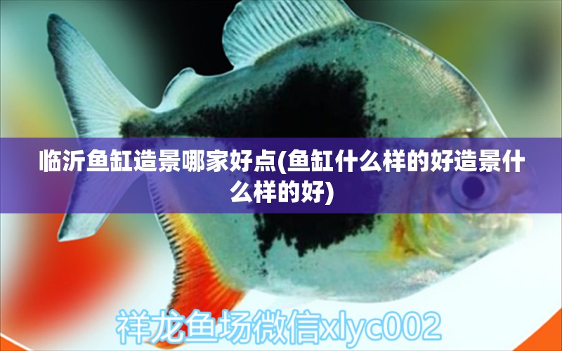 臨沂魚缸造景哪家好點(diǎn)(魚缸什么樣的好造景什么樣的好) 彩鰈魚缸（彩蝶魚缸）