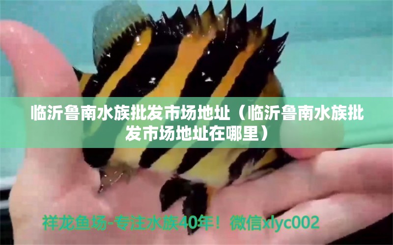 臨沂魯南水族批發(fā)市場(chǎng)地址（臨沂魯南水族批發(fā)市場(chǎng)地址在哪里）