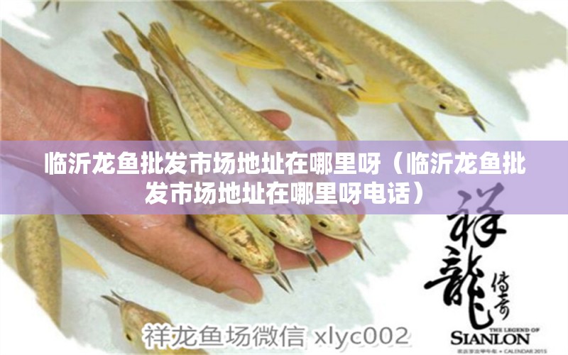 臨沂龍魚批發(fā)市場地址在哪里呀（臨沂龍魚批發(fā)市場地址在哪里呀電話）