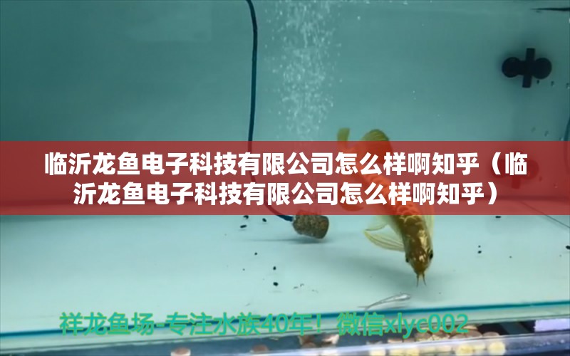 臨沂龍魚電子科技有限公司怎么樣啊知乎（臨沂龍魚電子科技有限公司怎么樣啊知乎）