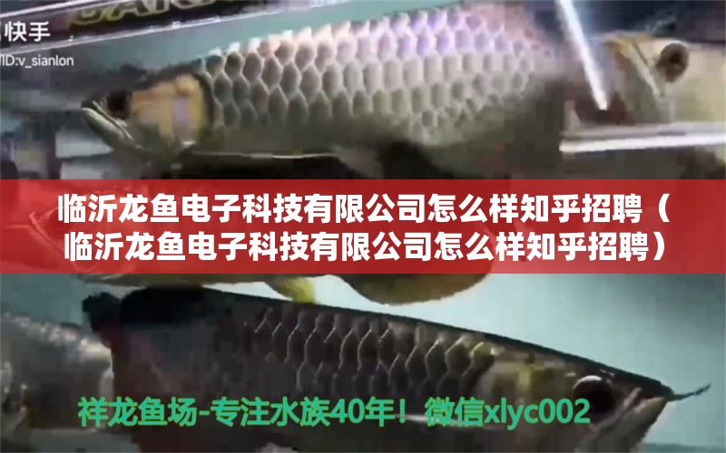 臨沂龍魚電子科技有限公司怎么樣知乎招聘（臨沂龍魚電子科技有限公司怎么樣知乎招聘）