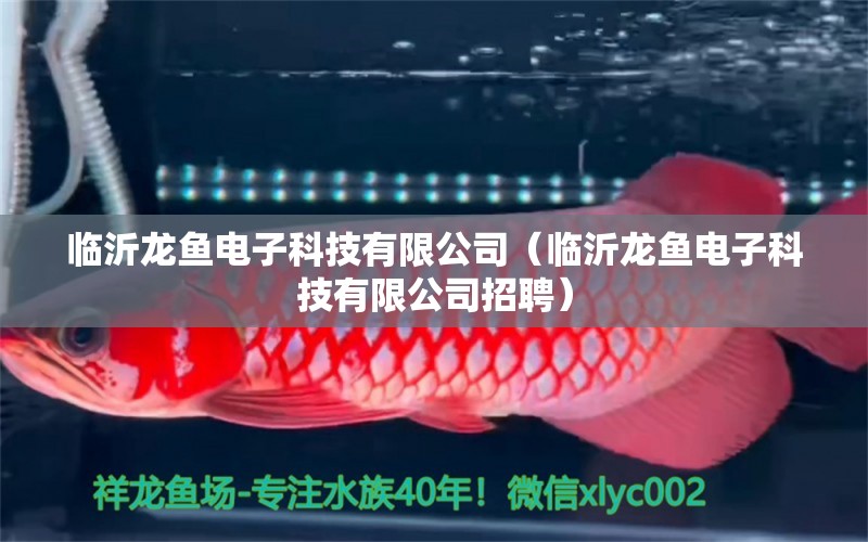 臨沂龍魚電子科技有限公司（臨沂龍魚電子科技有限公司招聘）