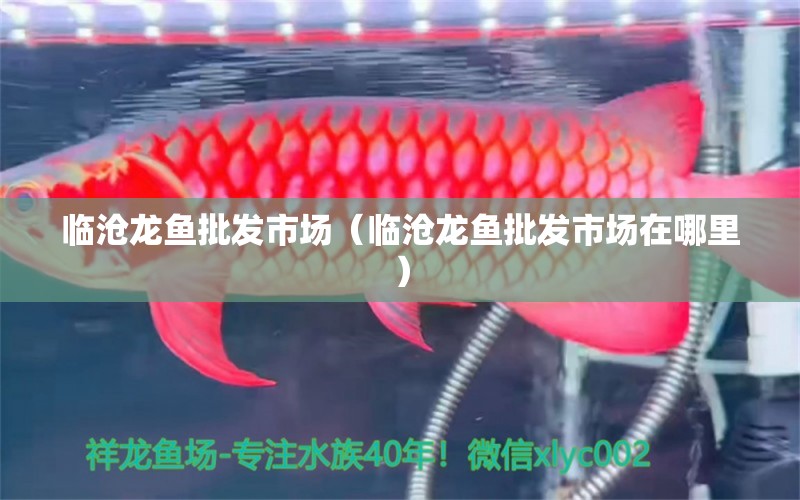 臨滄龍魚批發(fā)市場（臨滄龍魚批發(fā)市場在哪里） 龍魚批發(fā)