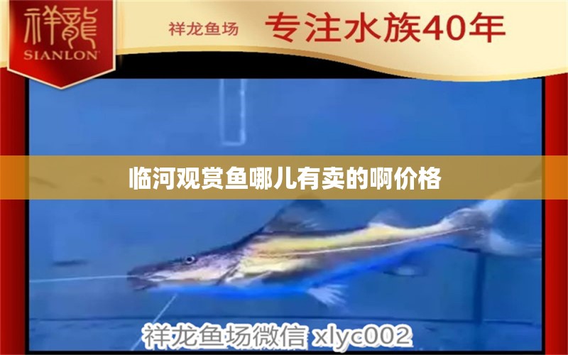 臨河觀賞魚哪兒有賣的啊價格 祥龍魚場