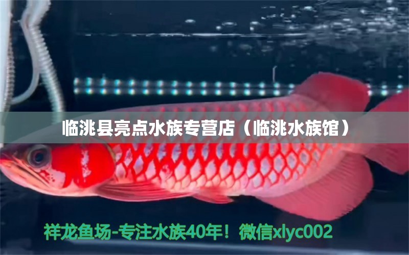 臨洮縣亮點(diǎn)水族專營店（臨洮水族館）