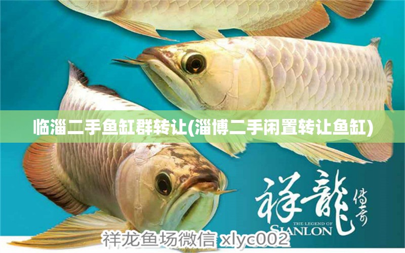 臨淄二手魚缸群轉(zhuǎn)讓(淄博二手閑置轉(zhuǎn)讓魚缸) 印尼虎苗